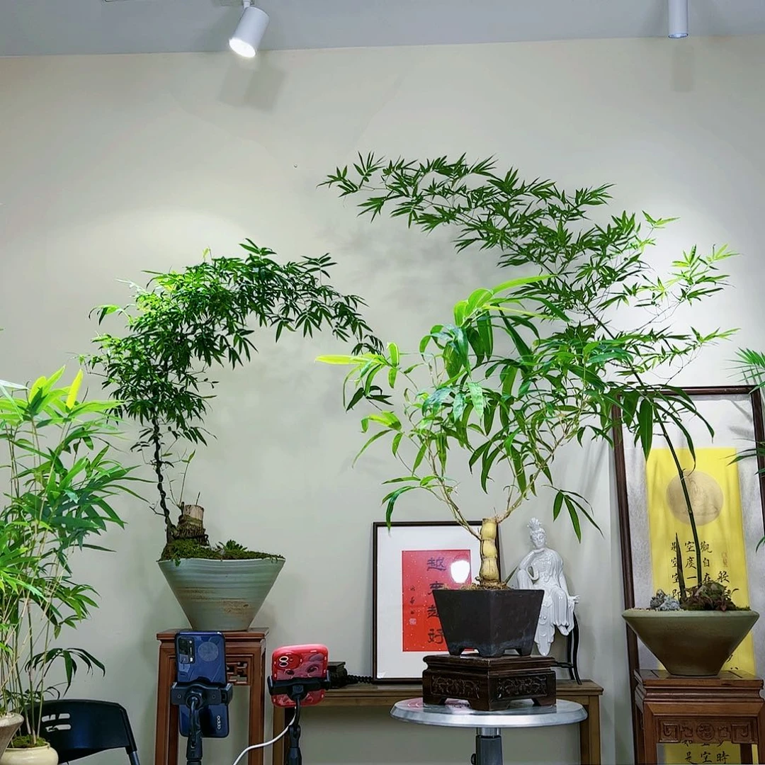 蒋*计老桩精品竹盆景
