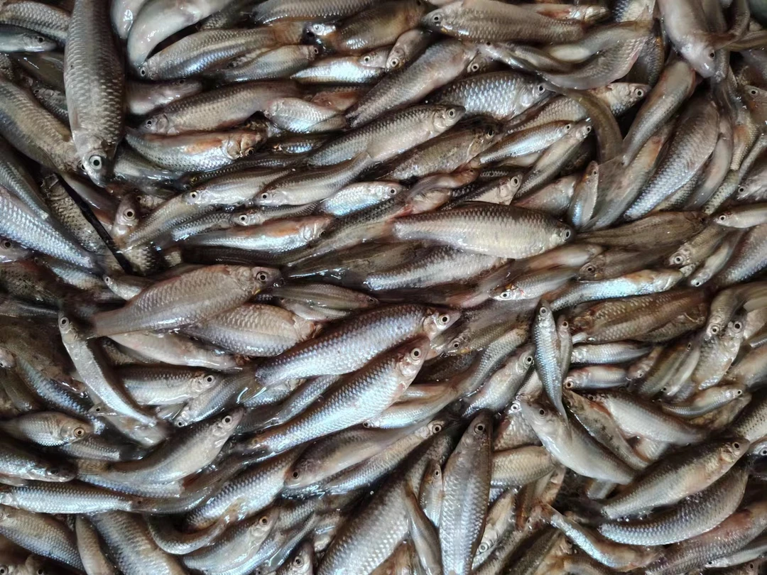 冷水野生小麦穗4斤（大小都有）