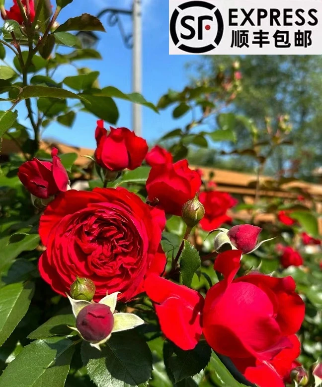 佛洛伦蒂娜 1.5米 大苗爬藤月季大花浓香型庭院阳台种植