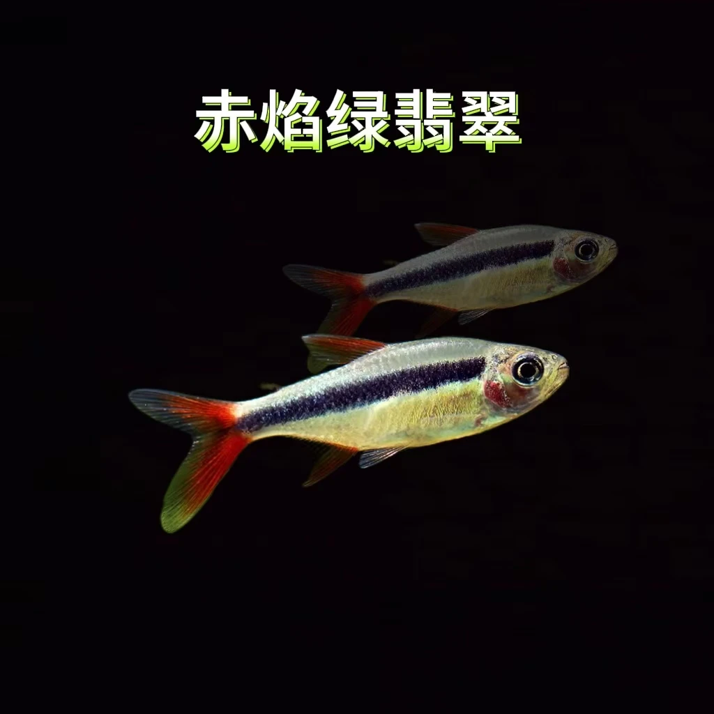 灯鱼之家 赤焰绿翡翠灯鱼南美观赏鱼