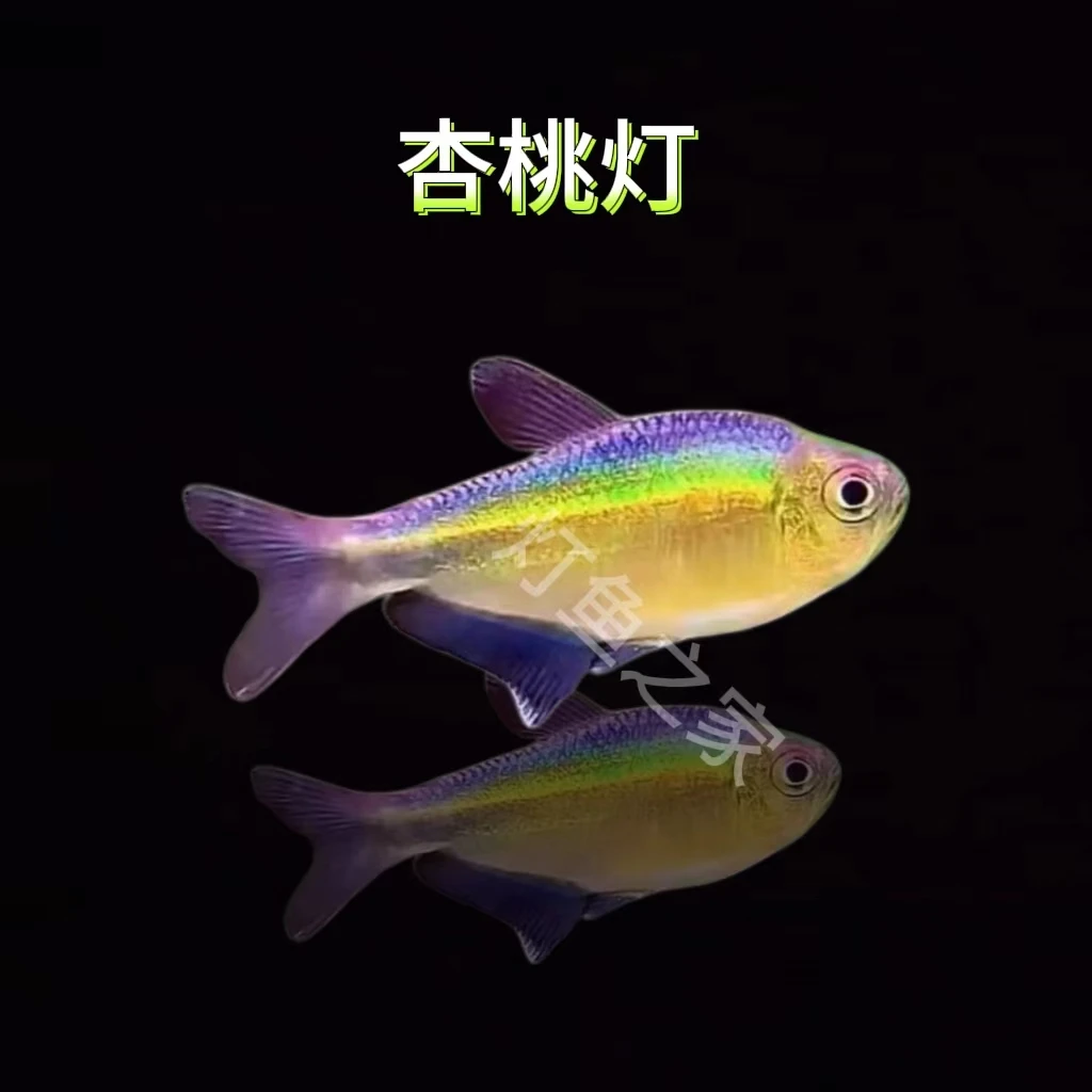 灯鱼之家 杏桃灯南美热带观赏灯鱼