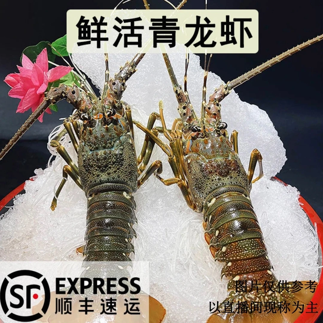 东山岛活冻小青龙虾 鲜活捕捞 冷冻发货 顺丰包邮到家 9两-1斤/只