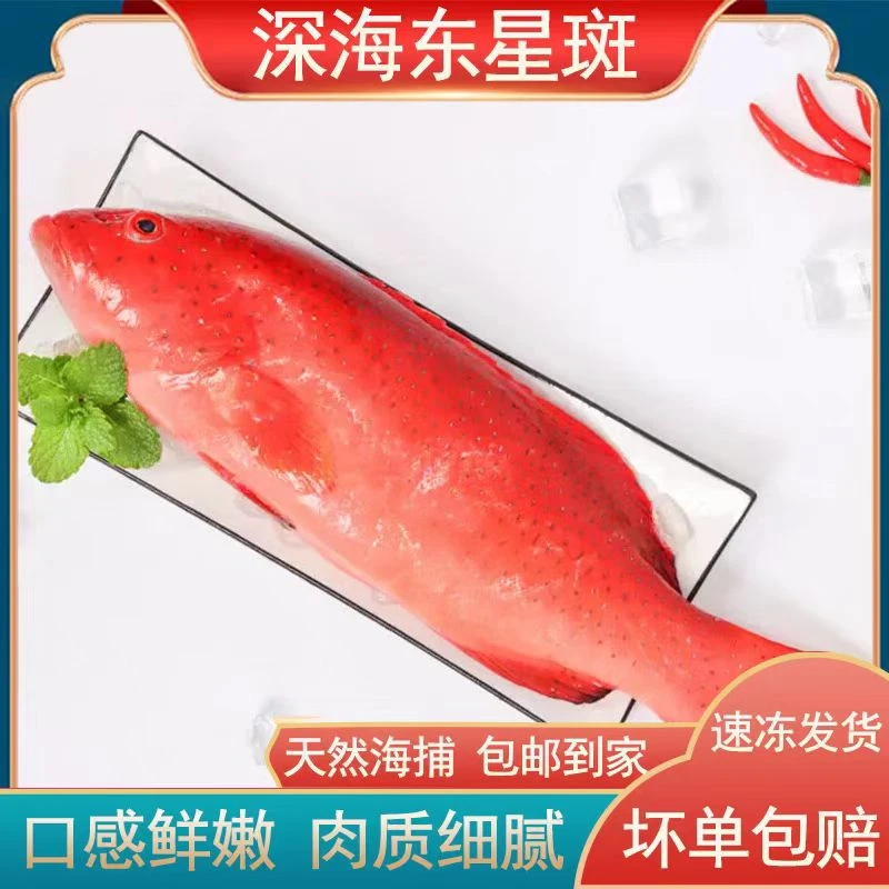 【顺丰包邮】东山岛活冻深海东星斑深海鱼新鲜速冻大石斑海鲜红斑鱼