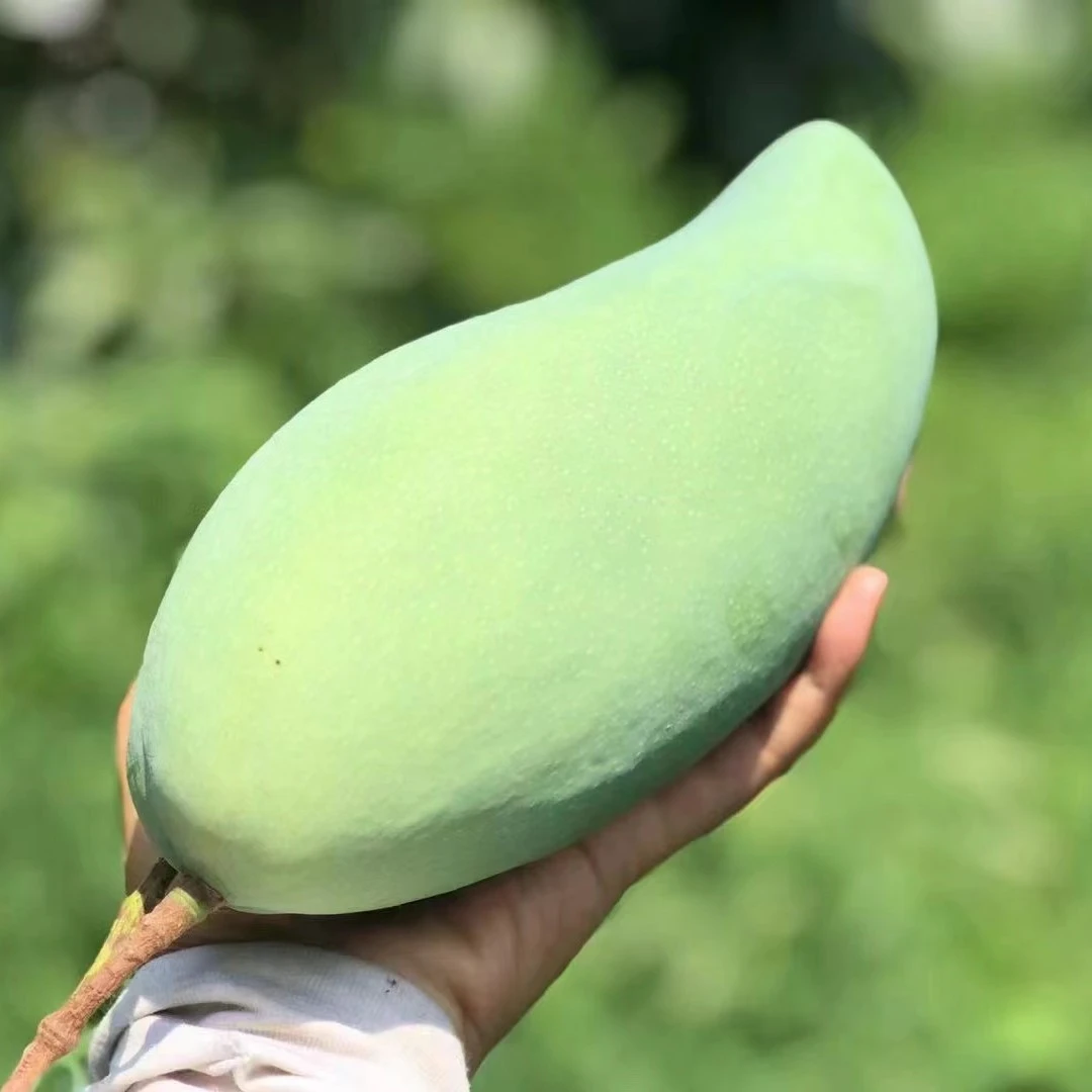 生熟两吃攀枝花金煌大青芒应季水果放熟香甜