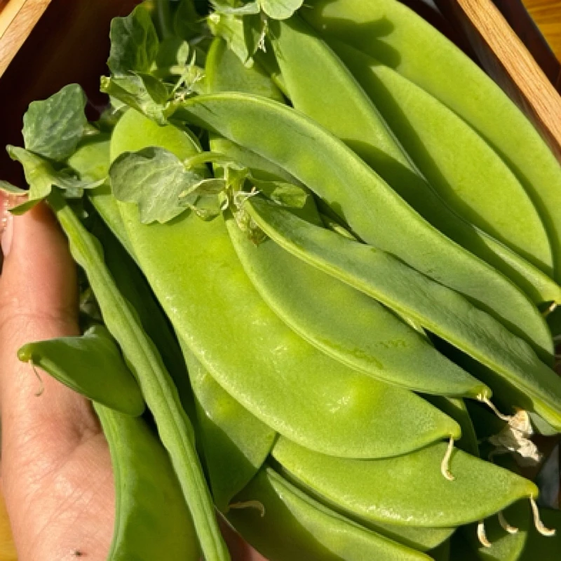 【添一盘菜】鲜甜豌豆新鲜荷兰豆3斤5斤
