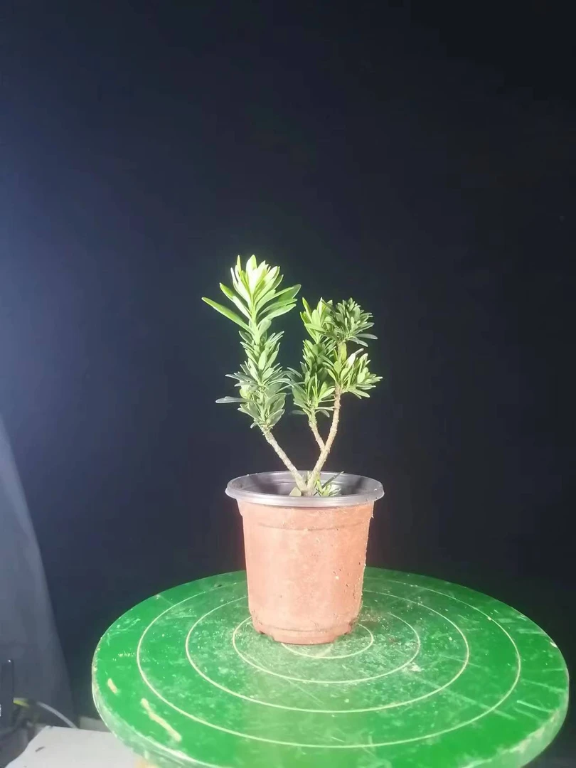 米叶罗汉松小叶原生种