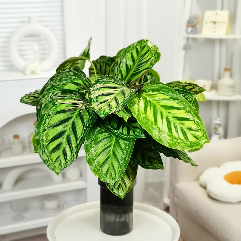 新美丽彩虹竹芋室内客厅好养办公桌四季北欧竹芋植物盆栽观叶绿植