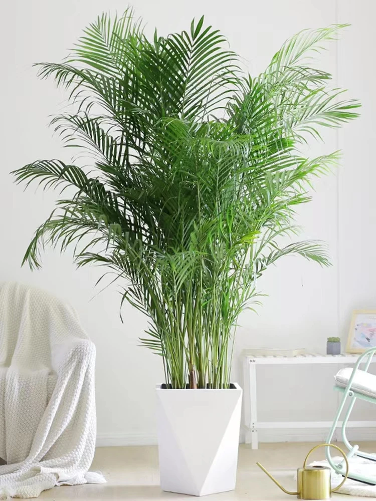 大型散尾葵凤尾竹富贵椰子盆栽室内客厅花卉植物盆景网红  吸甲醛