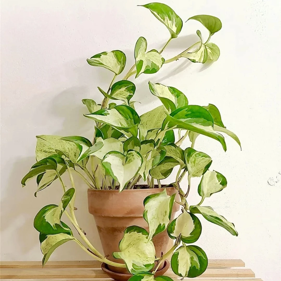 快乐叶子油画绿萝进口网红观叶植物垂吊爬藤室内客厅阳台净化空气