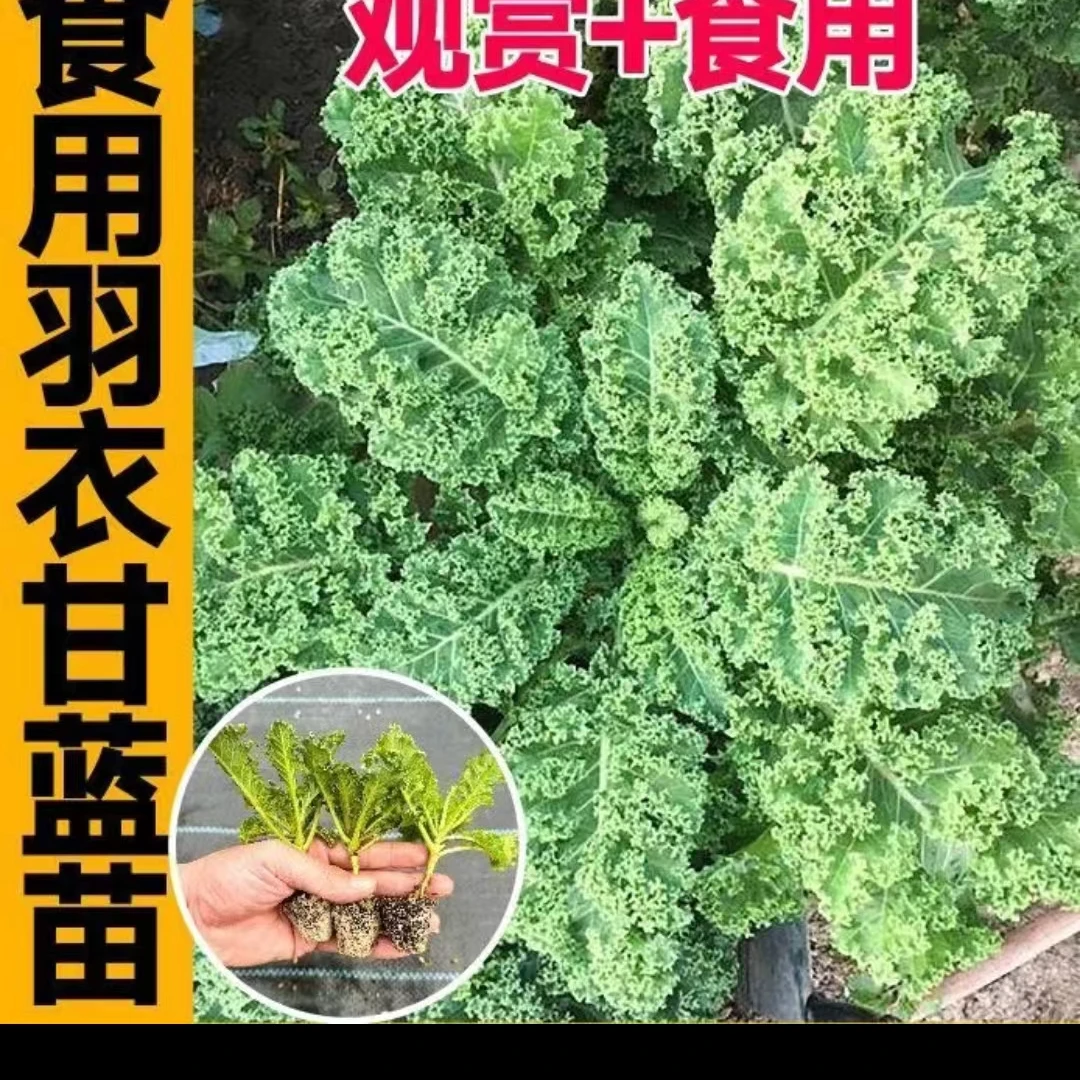 食用羽衣甘蓝苗秧带土球耐寒紫绿粉羽衣甘蓝种籽四季盆栽秧苗
