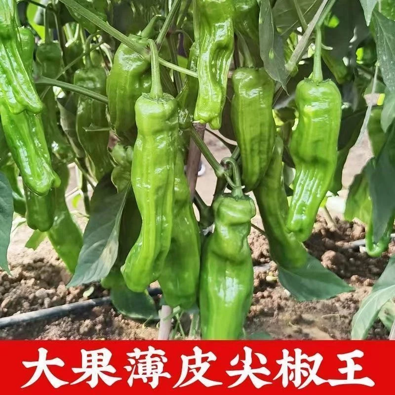 辣椒苗蔬菜秧苗大青椒薄皮尖椒幼苗四季高产自家育苗菜苗麻椒苗子