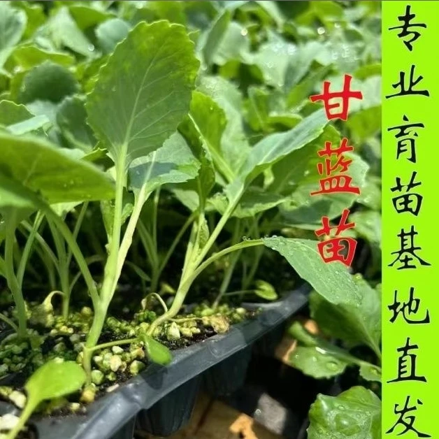 绿甘蓝苗秧种子卷心菜包菜蔬菜种苗抗病抗虫耐寒耐热四季种植