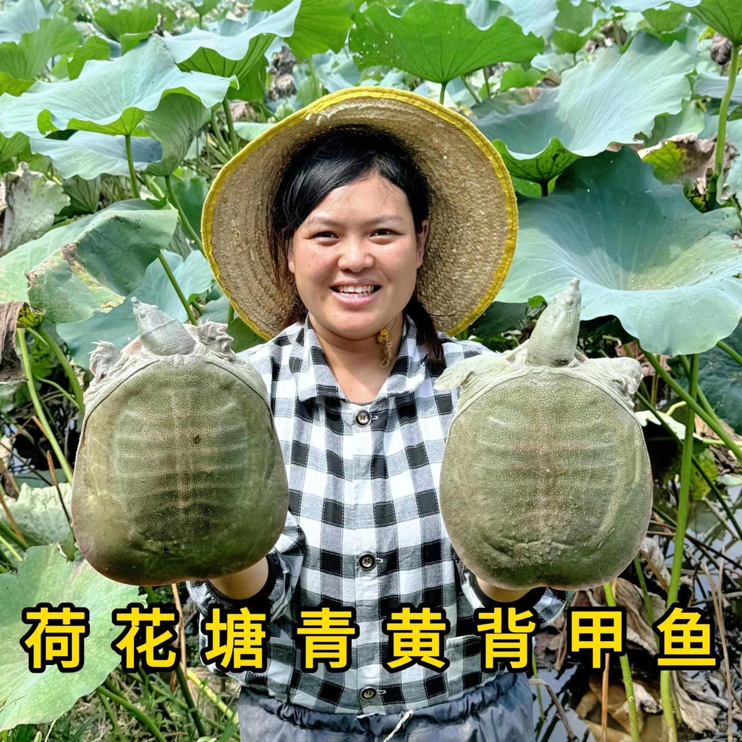 湖北基地生态老甲鱼营养丰富【顺丰包邮】活体发货放养宰杀