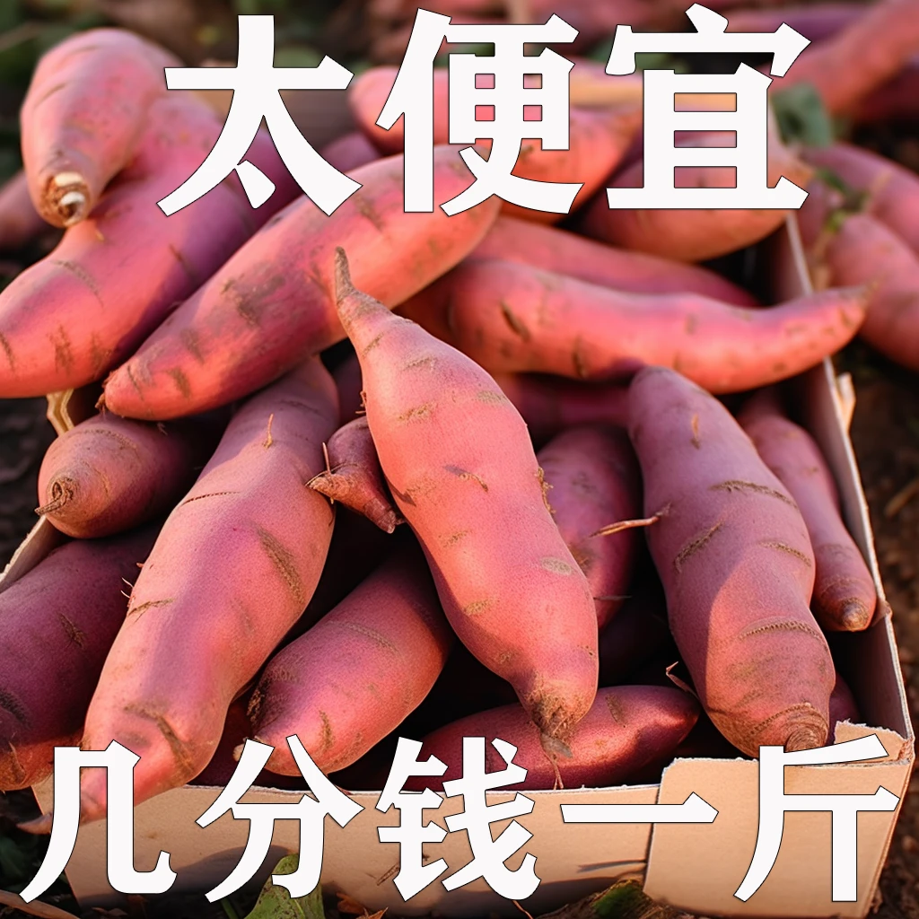 【抢购】正宗农家自种沙地板栗红薯1-10斤新鲜鸡蛋黄心番地瓜板栗薯