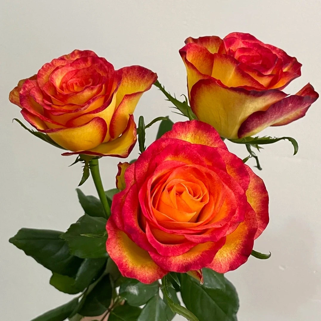 德心源引进香水百合月季老虎新品多头切花抗寒重瓣灌木复色