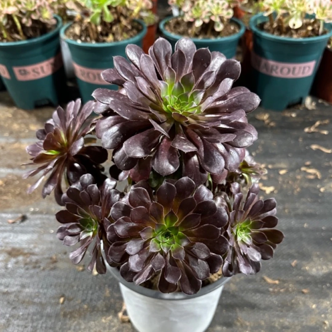 黑铜壶法师，5-8头发货，断头短枝不包售后！介意勿拍！9.8元包邮