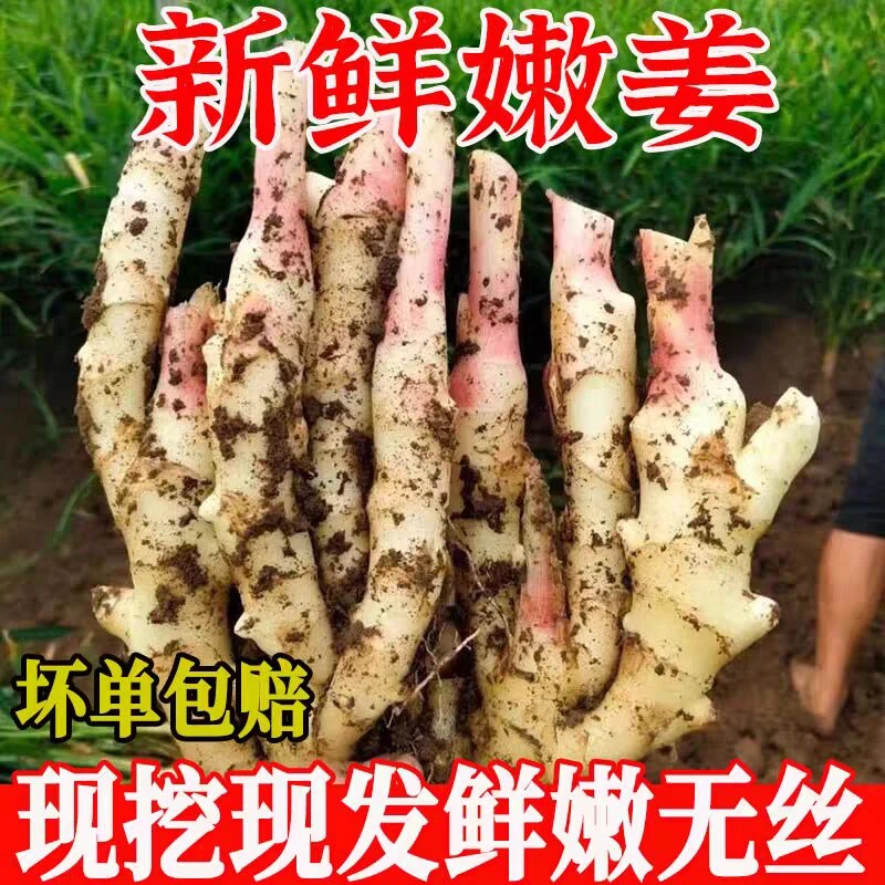 2025红芽嫩姜水果姜自种子姜生姜新鲜大仔姜子姜糖醋泡姜微泥现发