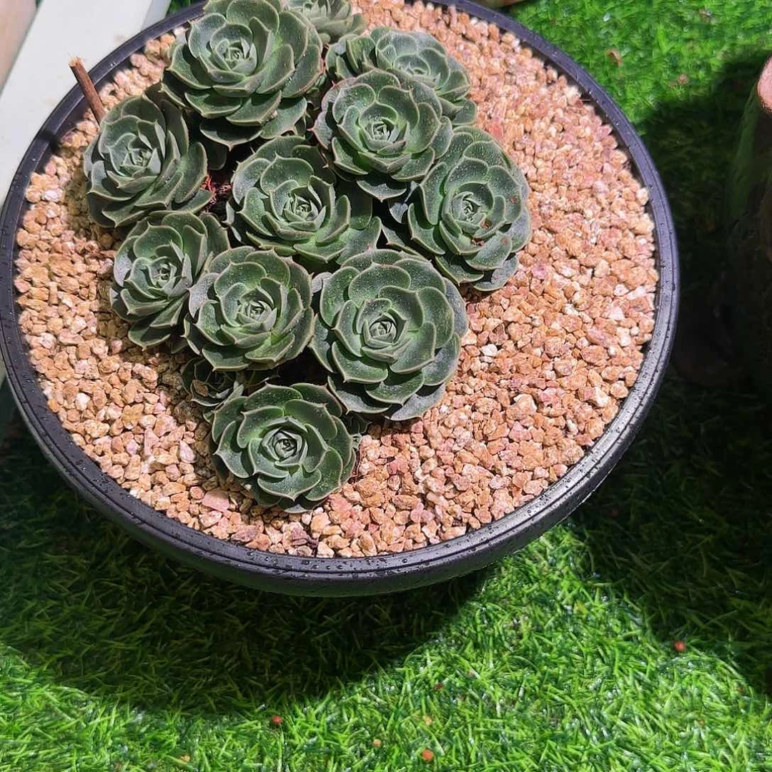 蔬**子多肉植物一物一拍