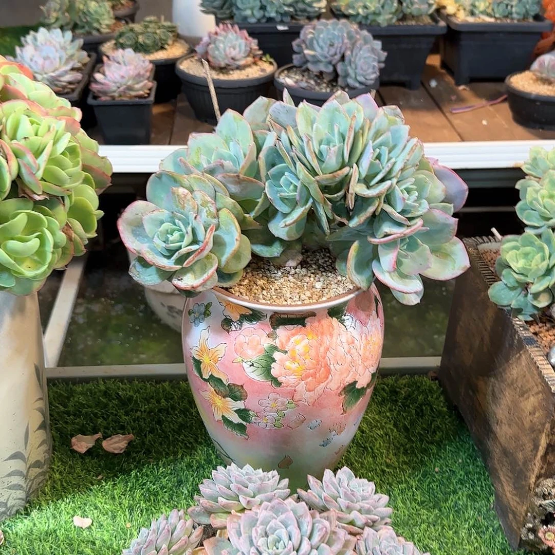 金***穗多肉植物一物一拍