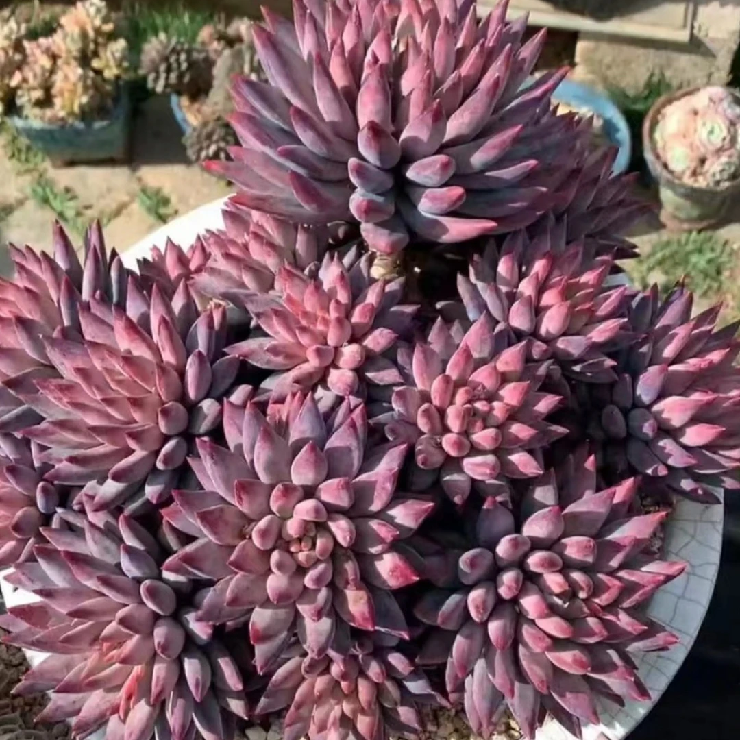 多肉植物美人系一物一拍