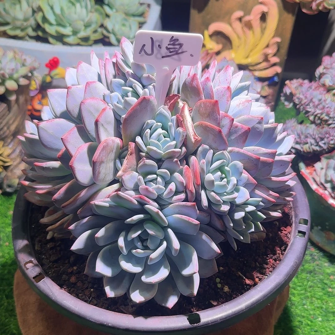 多肉植物一物一拍