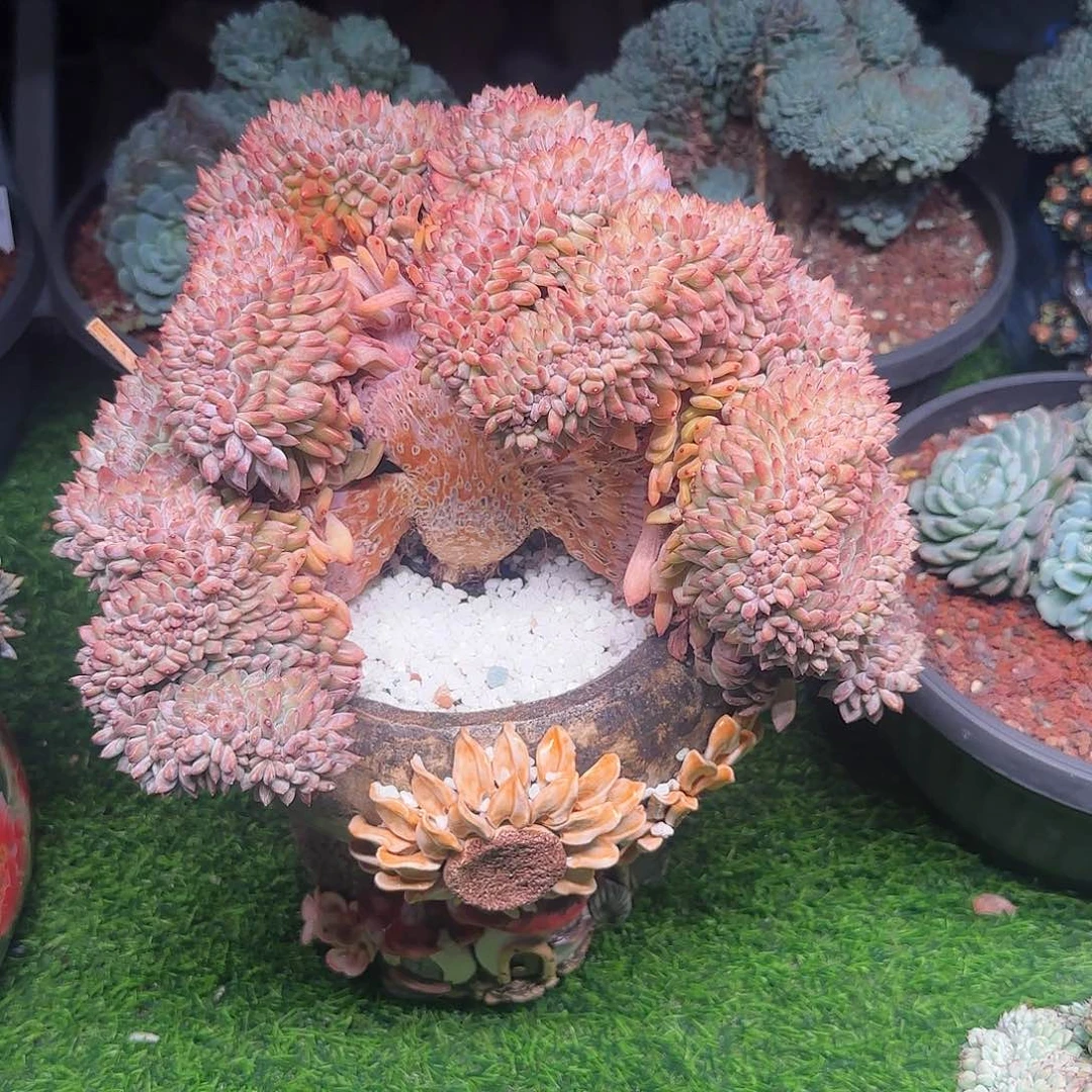 金***穗多肉植物一物一拍