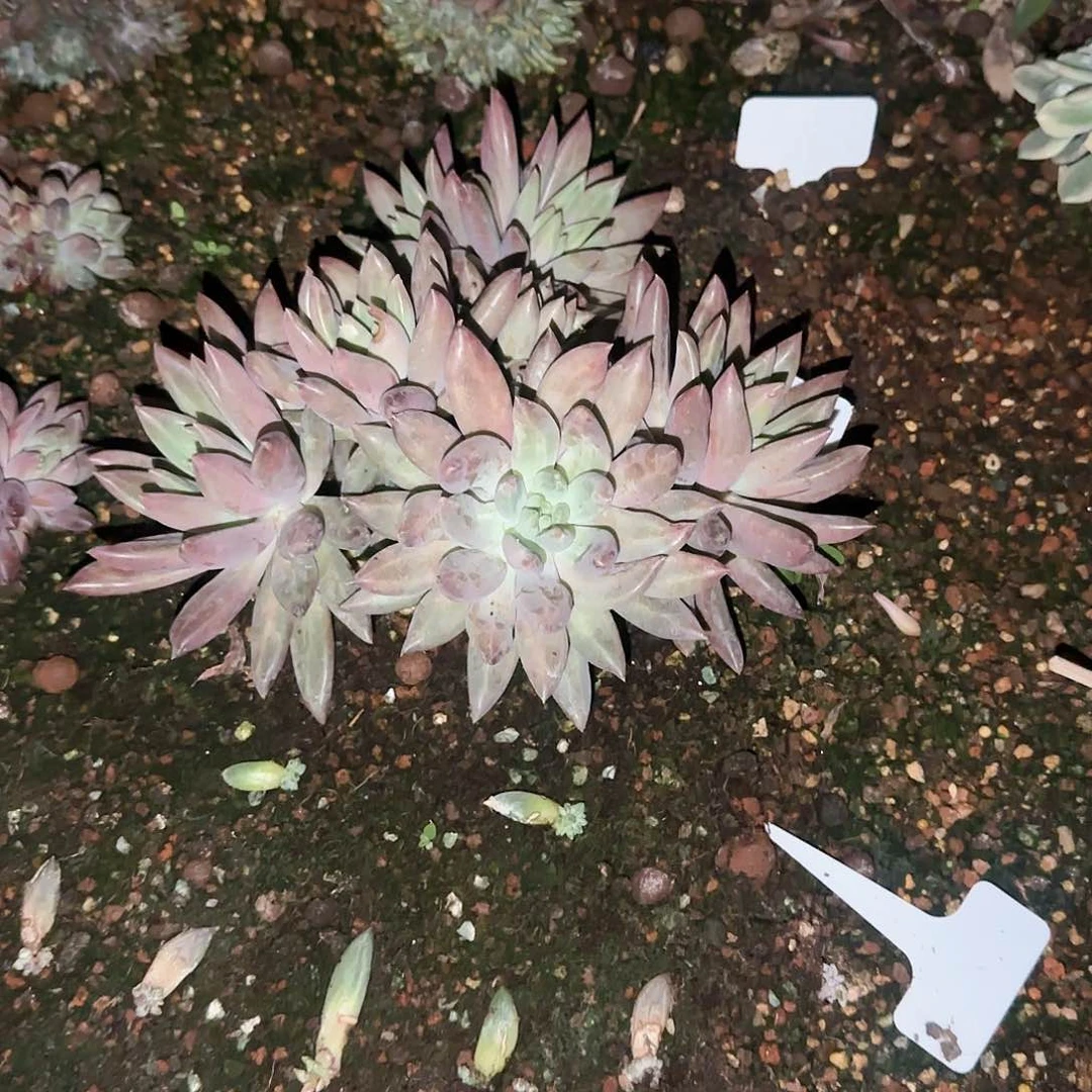 哦*尬多肉植物一物一拍