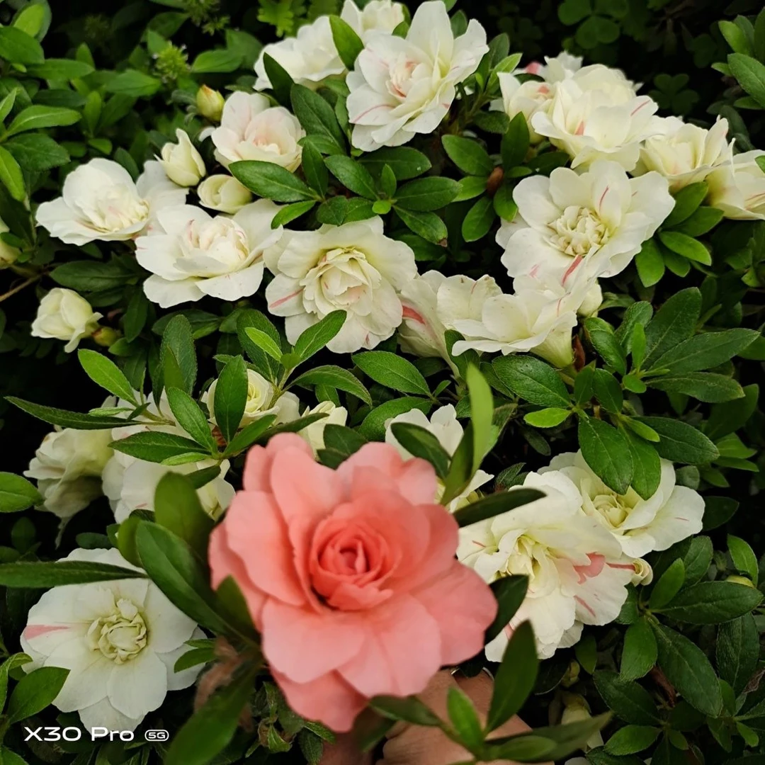 南通五宝绿珠杜鹃花