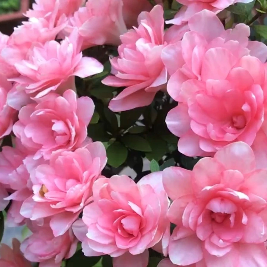 皋月杜鹃花莹大花