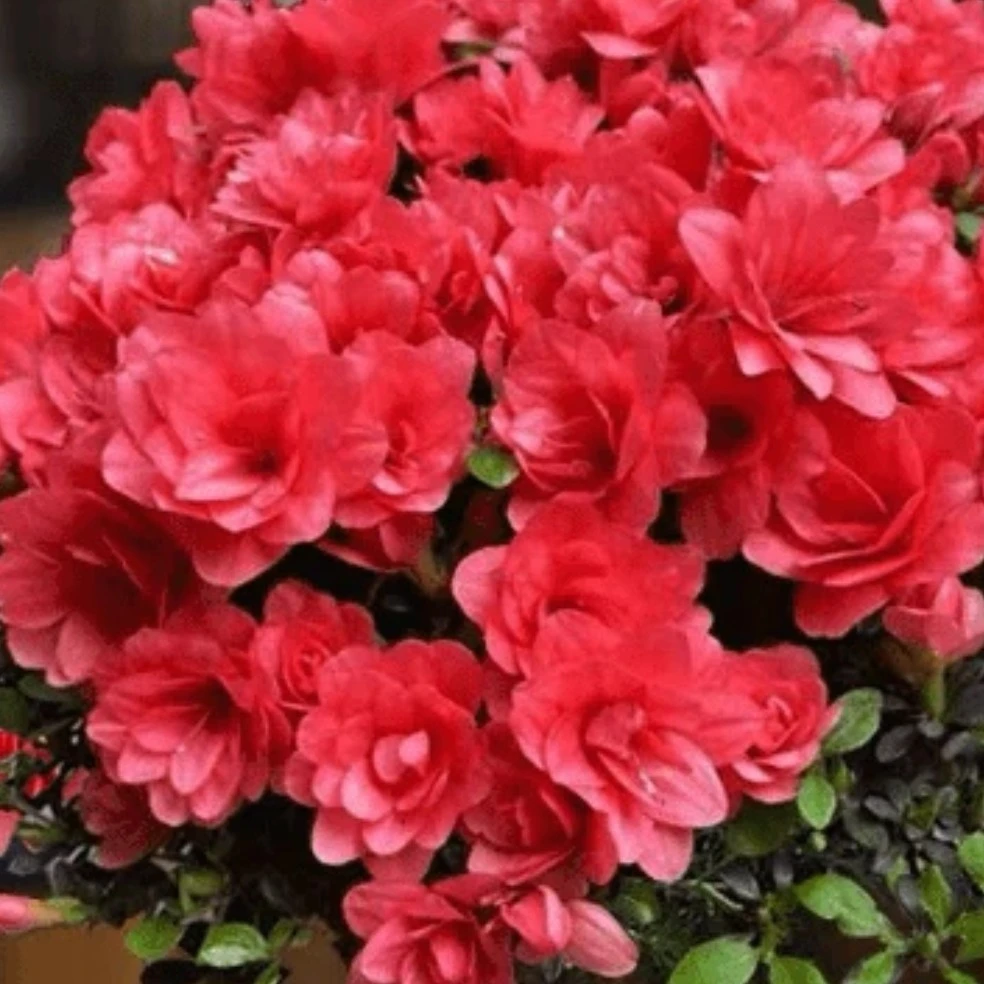 菊姬皋月品种杜鹃花