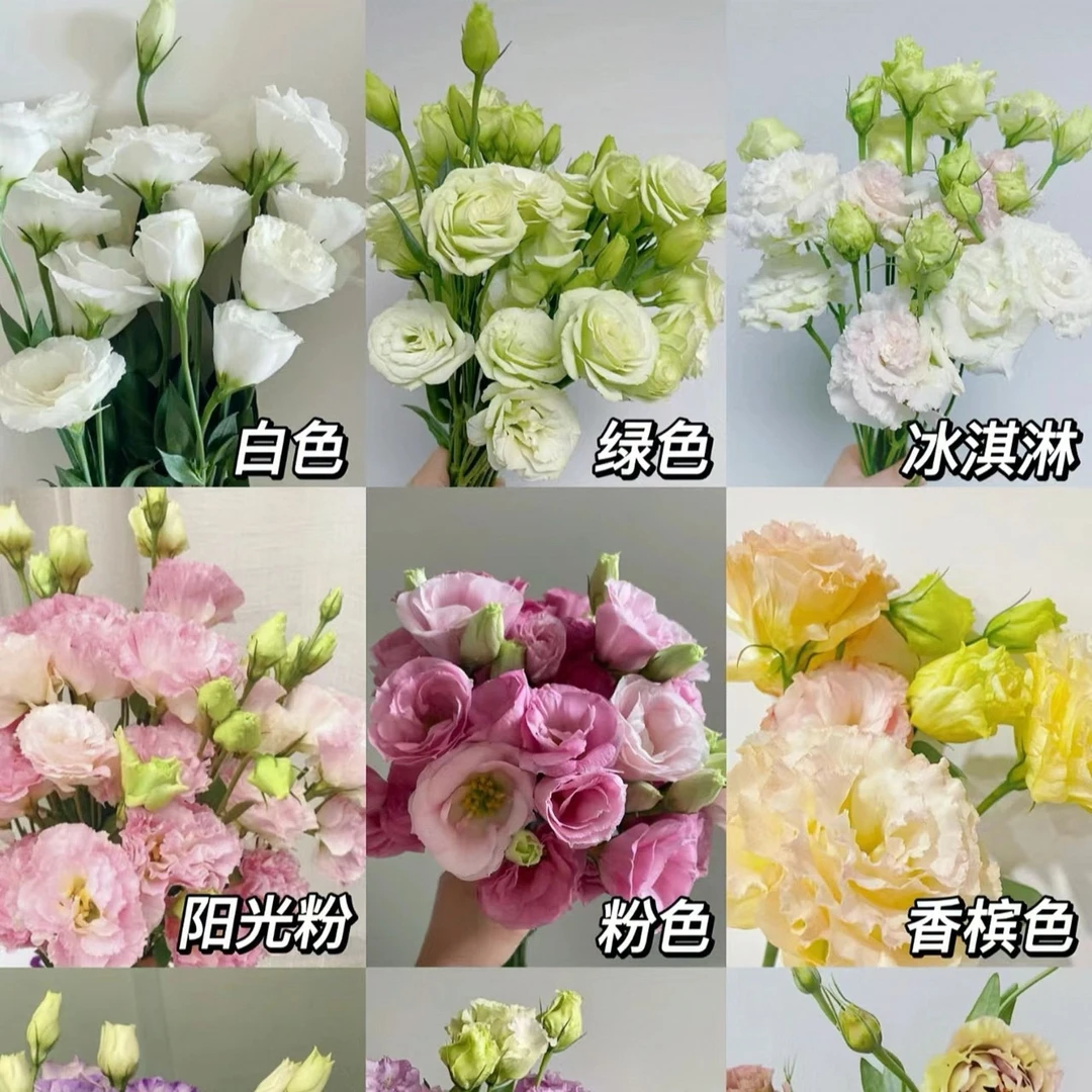 洋桔梗斗南鲜花节日送礼送男女朋友家养多种颜色基地货源直发