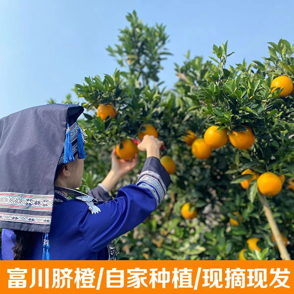 富川脐橙/自家种植10斤装