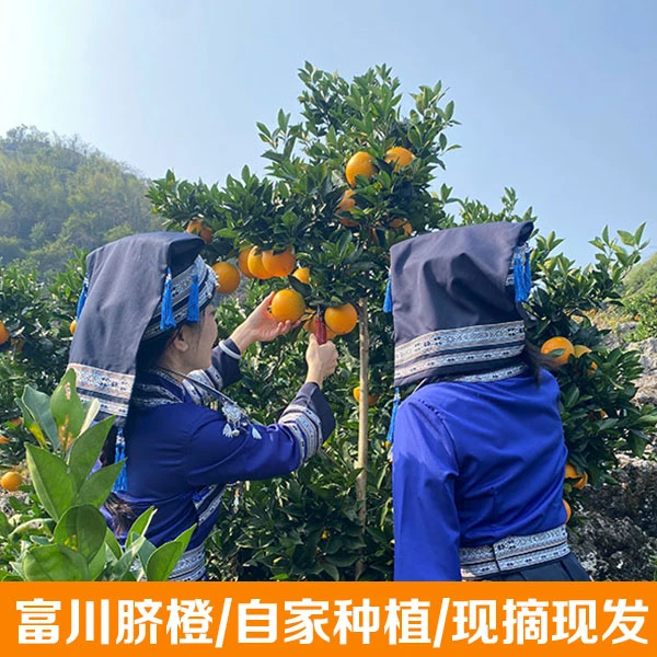 富川脐橙/自家种植/现摘现发