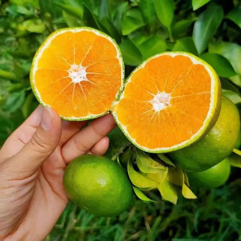 云南蜜橘现摘老树青皮蜜橘酸甜爆汁应季鲜橘子孕妇水果3斤5斤装