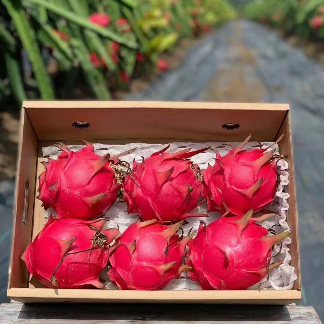 【顺丰包邮】海南红心火龙果金都1号皮薄多汁当季新鲜水果香甜软糯