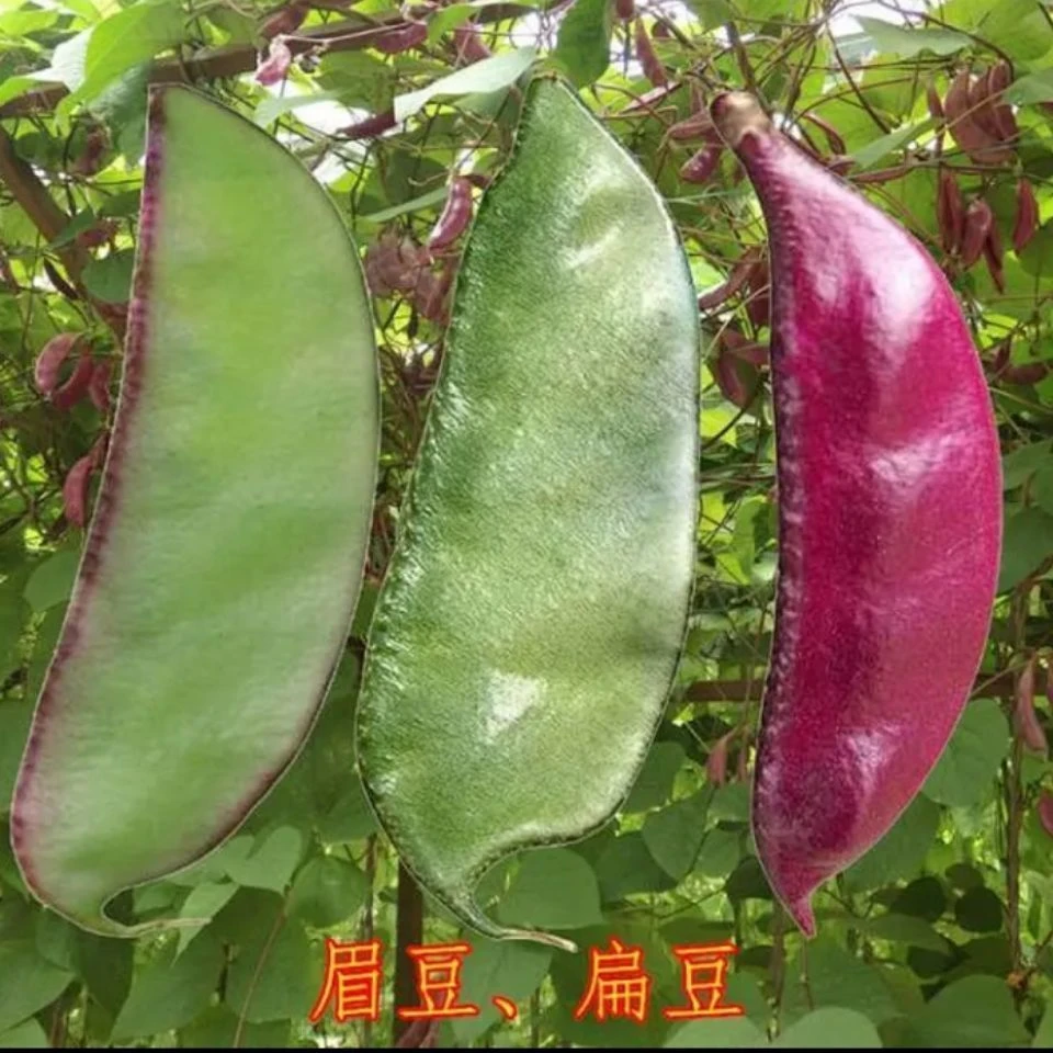 早熟扁豆种子种籽四季豆角梅豆角红眉豆蔬菜梅豆孑架豆菜豆