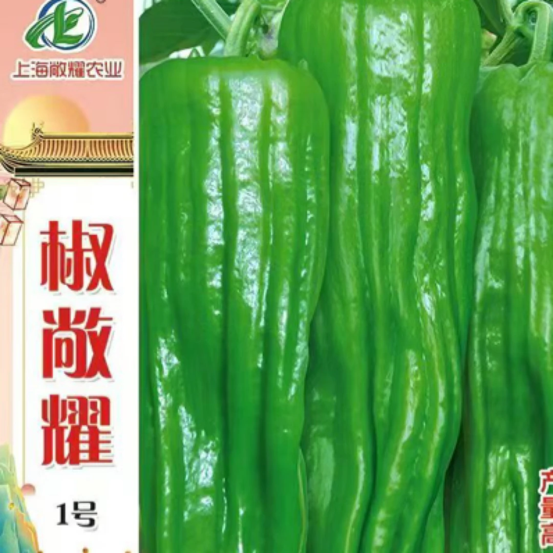 椒敞耀1号芜湖椒薄皮王辣椒种