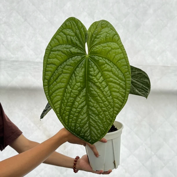 盲盒花烛小苗 主打一个随机发（2颗）