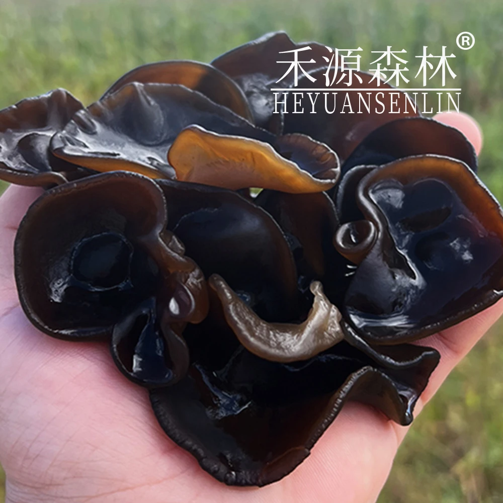 2025年头茬春耳禾源森林东北特产黑木耳袋装250g/袋干货