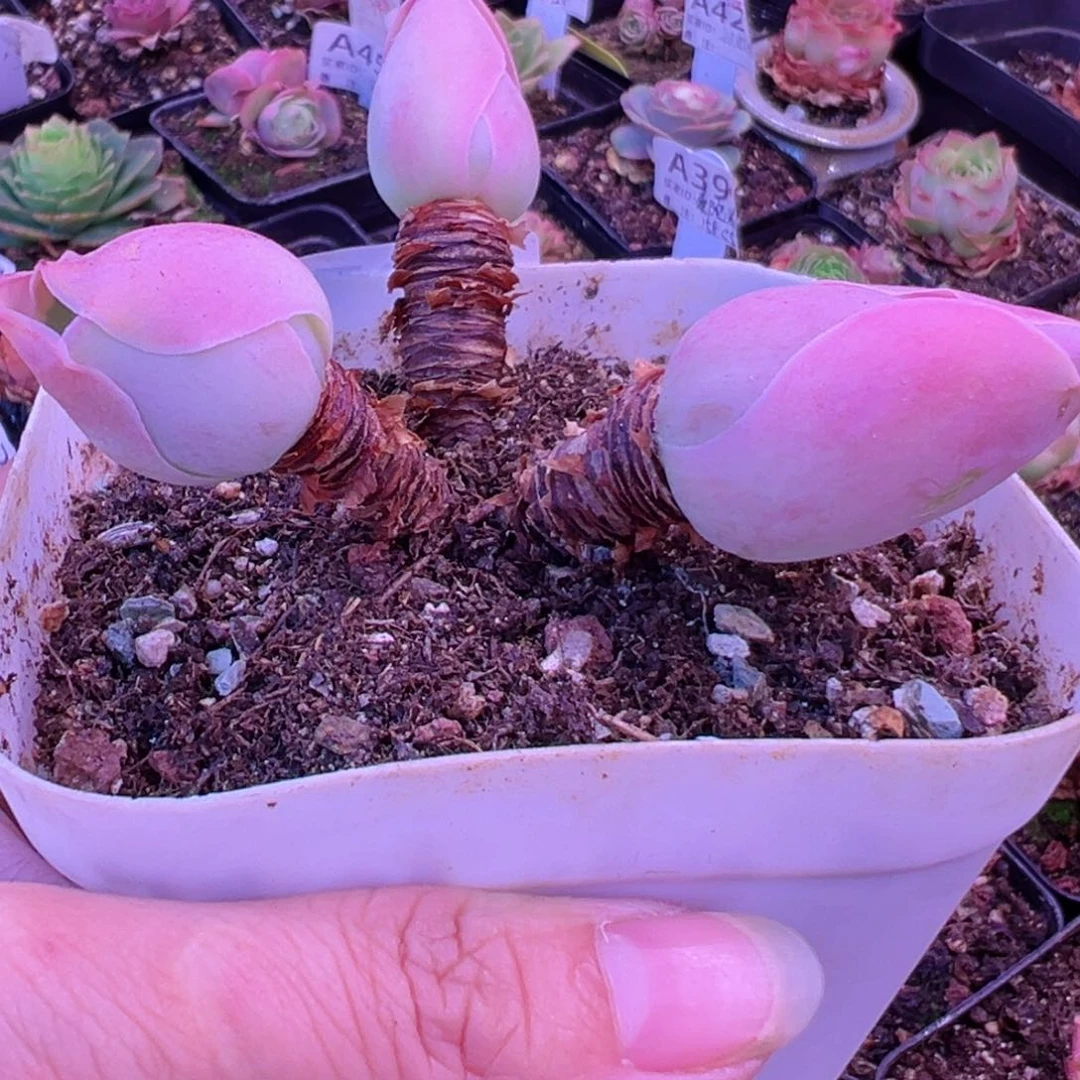 大型帕玫瑰山地玫瑰375