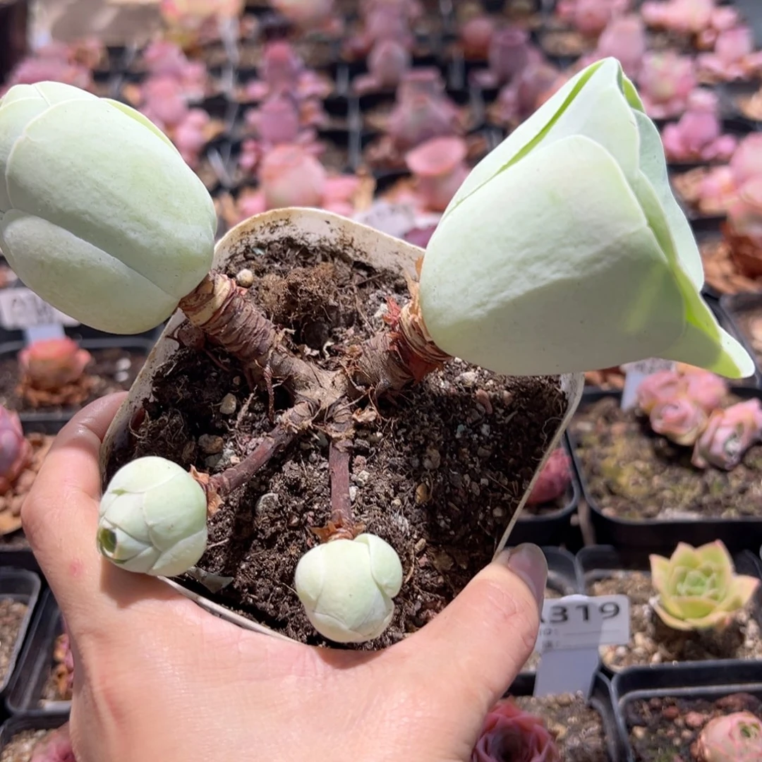 白玉鸡蛋玫瑰山地玫瑰3981