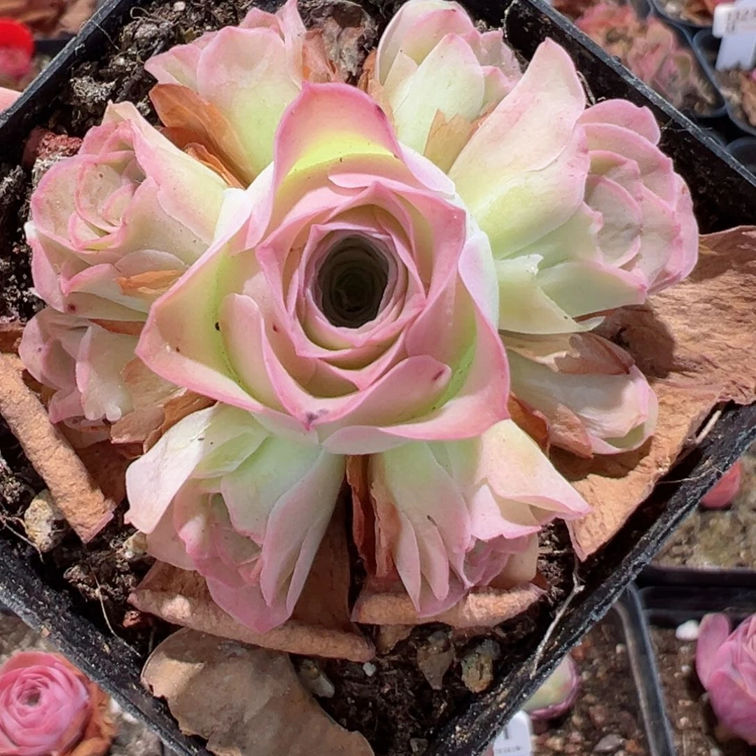 满圈山地玫瑰手捧3837