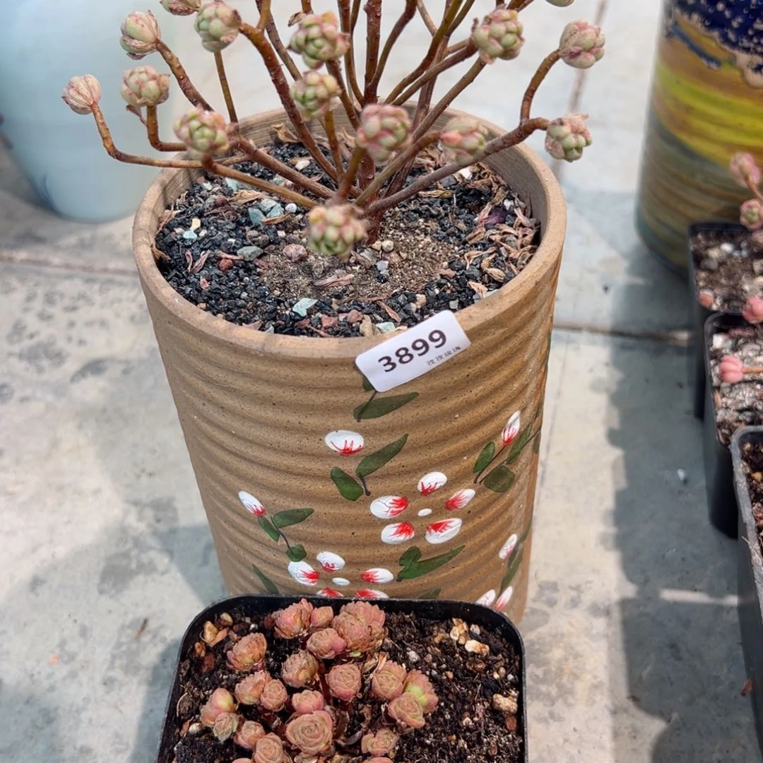 南*～时光橄榄母本3899加橘子彤山地玫瑰3900