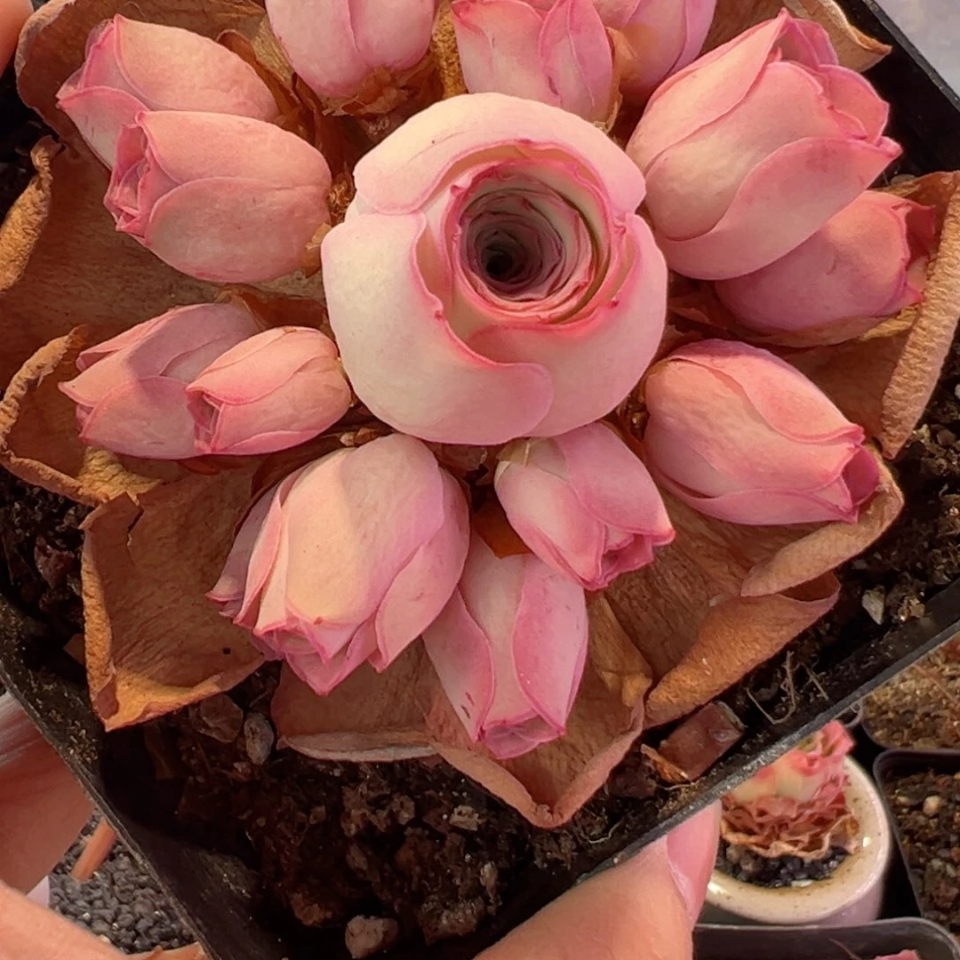 锦书玫瑰山地玫瑰90