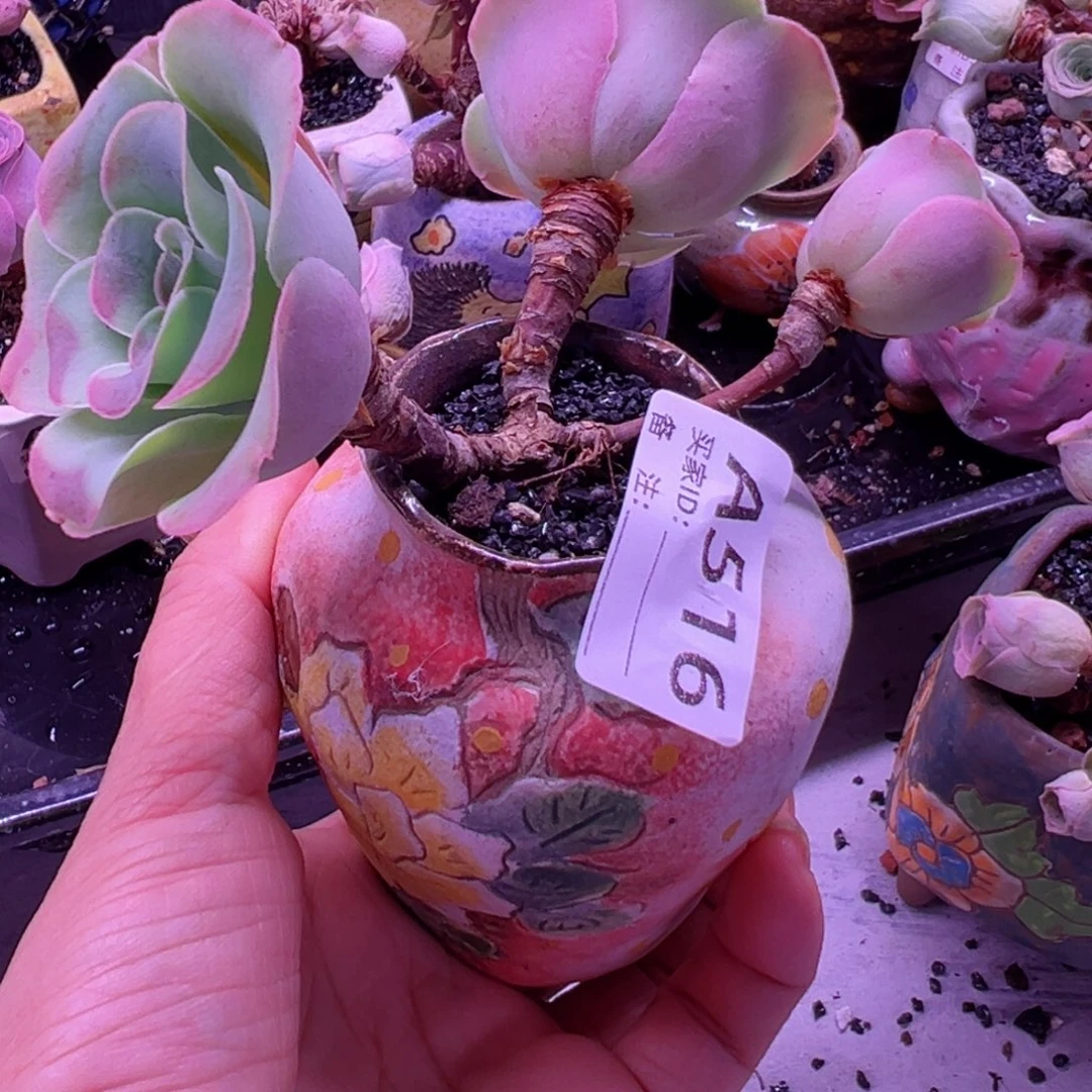 宝*墨粉色甜心山地玫瑰516