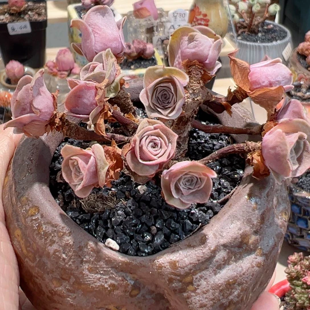 耶罗杂交山地玫瑰3977