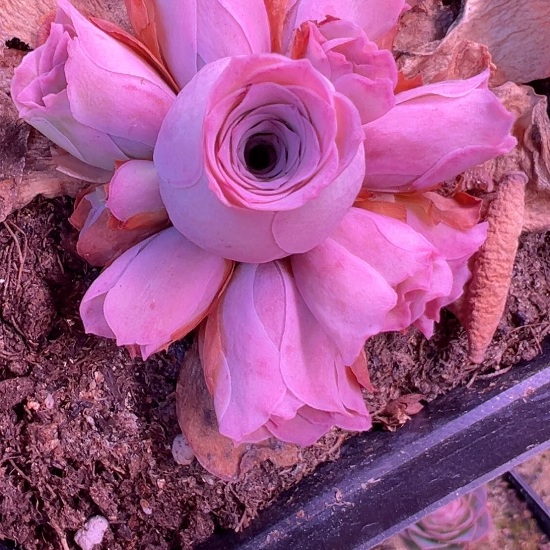 锦书玫瑰山地玫瑰162