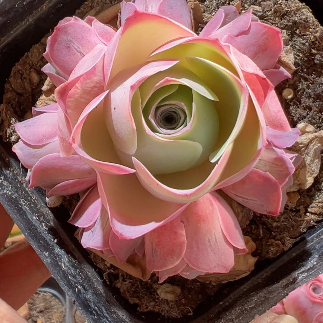 情澜玫瑰山地玫瑰396