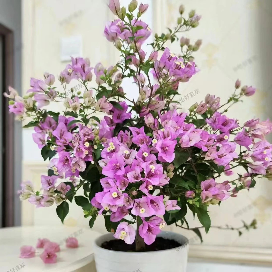 【雪紫】品种三角梅花卉庭院阳台盆栽绿植好养耐寒原土原叶