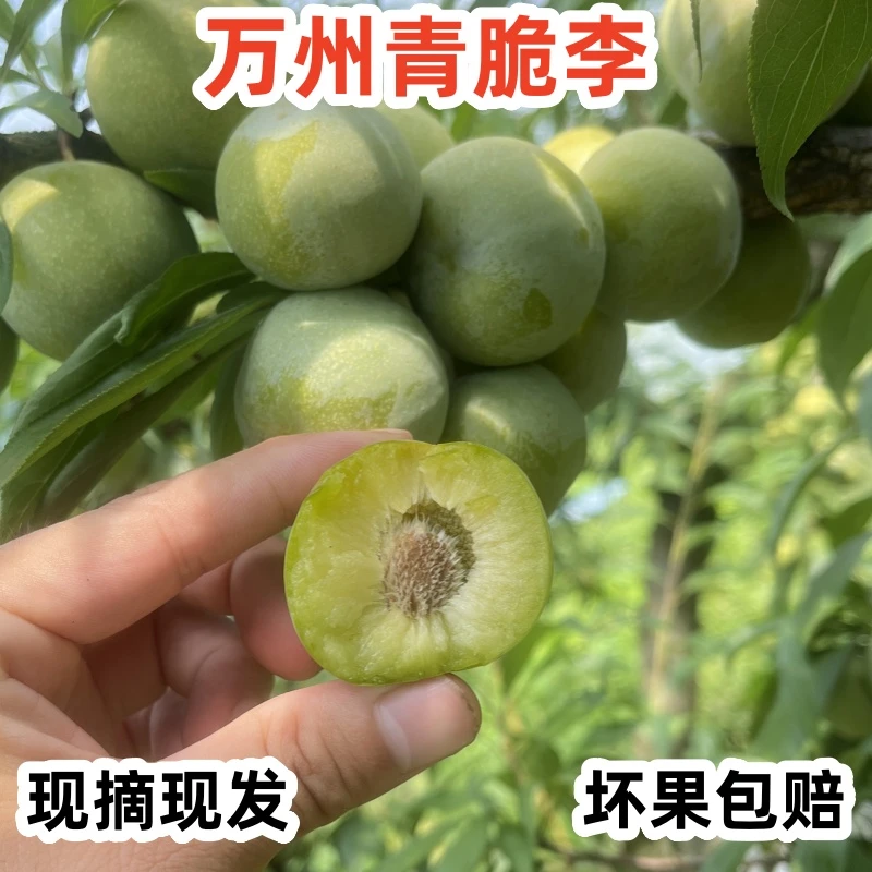 重庆万州分水晚熟青脆李巫山脆李脱骨李应季孕妇新鲜水果李子 5斤